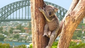 Australien temperatur, klima og vejr året rundt