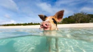 Bahamas temperatur, klima og vejr året rundt