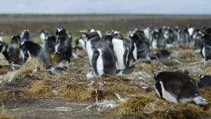 Vejret i Falklandsøerne i juli 2025
