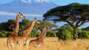 Kenya temperatur, klima og vejr året rundt