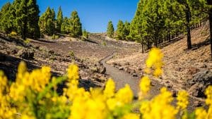 La Palma temperatur, klima og vejr året rundt