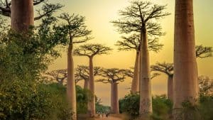 Madagascar temperatur, klima og vejr året rundt