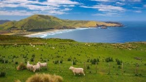 New Zealand temperatur, klima og vejr året rundt