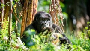 Klimaet i Rwanda