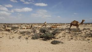 Vejret i Somalia i juli 2025