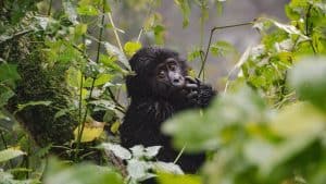 Vejret i Uganda i februar 2026