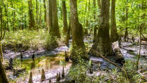 Congaree National Park temperatur, klima og vejr året rundt