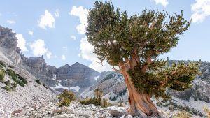 Great Basin National Park temperatur, klima og vejr året rundt
