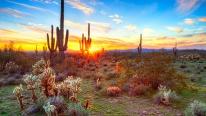 Saguaro National Park temperatur, klima og vejr året rundt