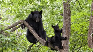 Shenandoah National Park temperatur, klima og vejr året rundt