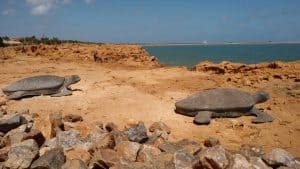 Port Hedland temperatur, klima og vejr året rundt