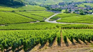 Bourgogne temperatur, klima og vejr året rundt