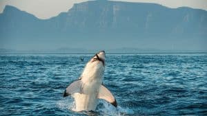Gansbaai temperatur, klima og vejr året rundt