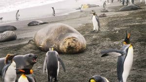 South Georgia og South Sandwich Islands temperatur, klima og vejr året rundt