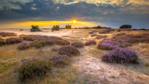 De Hoge Veluwe (nationalpark) temperatur, klima og vejr året rundt