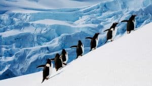 Klimaet i Heard Island og McDonald Islands