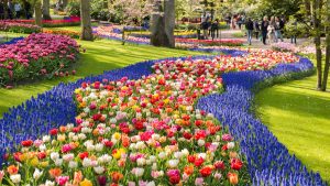 Keukenhof temperatur, klima og vejr året rundt