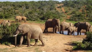 Addo Elephant National Park temperatur, klima og vejr året rundt