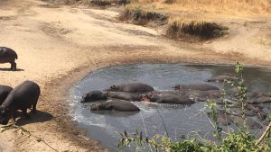 Katavi National Park temperatur, klima og vejr året rundt