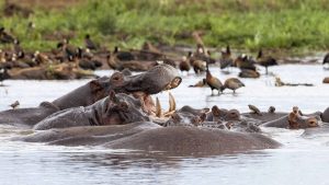 Lake Manyara National Park temperatur, klima og vejr året rundt