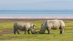 Lake Nakuru National Park temperatur, klima og vejr året rundt