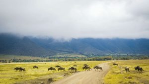 Ngorongoro Conservation Area temperatur, klima og vejr året rundt