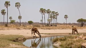 Ruaha National Park temperatur, klima og vejr året rundt