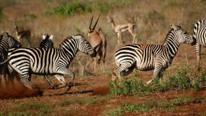 Tsavo West National Park temperatur, klima og vejr året rundt