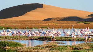Walvis Bay temperatur, klima og vejr året rundt