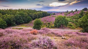 Gelderland temperatur, klima og vejr året rundt